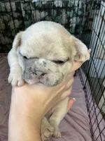 Merle, a male French Bulldog for sale in Los Angeles, CA – Photo 2 of 4
