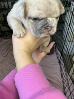 Merle, a male French Bulldog for sale in Los Angeles, CA – Photo 1 of 4