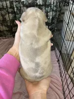 Merle, a male French Bulldog for sale in Los Angeles, CA – Photo 4 of 4