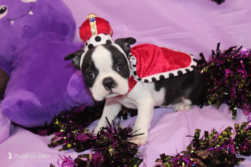 Lumi Your Sweet, Laid-Back Little Cuddle Bug – Boston Terrier puppy for sale in Brooksville, FL