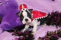 Lumi Your Sweet, Laid-Back Little Cuddle Bug, a female Boston Terrier for sale in Brooksville, FL – 1 of 6
