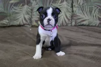 Vivi, a female Boston Terrier for sale in Brooksville, FL – 3 of 9