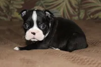 Taz, a male Boston Terrier for sale in Brooksville, FL – 2 of 5