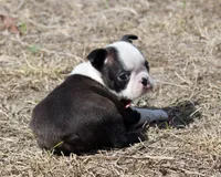 Diva, a female Boston Terrier for sale in Brooksville, FL – Photo 3 of 4