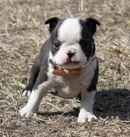 Diva, a female Boston Terrier for sale in Brooksville, FL – Photo 1 of 4