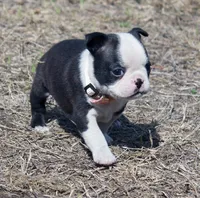 Diva, a female Boston Terrier for sale in Brooksville, FL – Photo 2 of 4