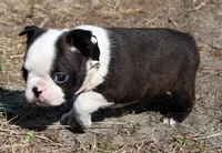 Diva, a female Boston Terrier for sale in Brooksville, FL – Photo 4 of 4