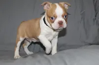 Dusty, a male Boston Terrier for sale in Brooksville, FL – 1 of 8