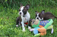Lucy Curious Brindle Companion, a female Boston Terrier for sale in Brooksville, FL – 5 of 10