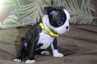 Zola, a female Boston Terrier for sale in Brooksville, FL – 3 of 5