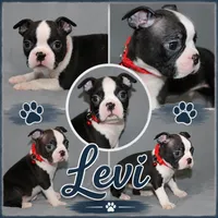 Levi, a male Boston Terrier for sale in Brooksville, FL – 2 of 6