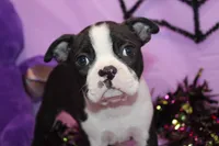 Zellah Our Curious Little Girl with a Big Personality, a female Boston Terrier for sale in Brooksville, FL – 8 of 10