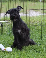 Scarlet, a female Miniature Schnauzer for sale in Brooksville, FL – 6 of 7