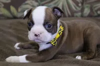 KODA, a male Boston Terrier for sale in Brooksville, FL – 6 of 6