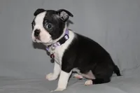 Diana, a female Boston Terrier for sale in Brooksville, FL – 4 of 6