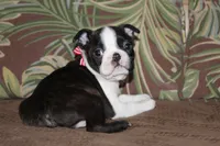 Mako, a male Boston Terrier for sale in Brooksville, FL – 4 of 4