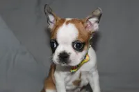 Harper, a female Boston Terrier for sale in Brooksville, FL – 3 of 6