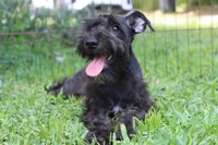 Scarlet, a female Miniature Schnauzer for sale in Brooksville, FL – 5 of 7