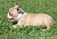 Tiger, a male Boston Terrier for sale in Brooksville, FL – 3 of 4