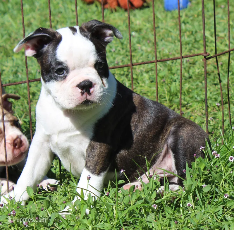 Bongo – Boston Terrier puppy for sale in Brooksville, FL
