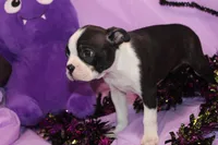 Zellah Our Curious Little Girl with a Big Personality, a female Boston Terrier for sale in Brooksville, FL – 9 of 10