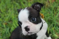 Nixi, a female Boston Terrier for sale in Brooksville, FL – 3 of 10
