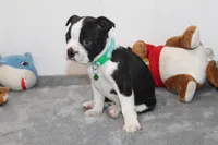 Nash A Gentle Soul with Eyes That Melt Hearts, a male Boston Terrier for sale in Brooksville, FL – 8 of 10