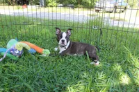 Lucy Curious Brindle Companion, a female Boston Terrier for sale in Brooksville, FL – 6 of 10