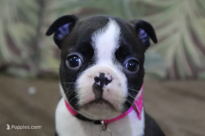 Vivi – Boston Terrier puppy for sale in Brooksville, FL