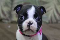 Vivi, a female Boston Terrier for sale in Brooksville, FL – 1 of 9