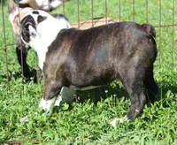 Bongo Make sure to read description, a male Boston Terrier for sale in Brooksville, FL – 7 of 10