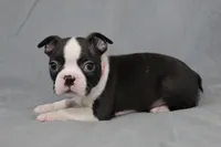 Levi, a male Boston Terrier for sale in Brooksville, FL – 4 of 6