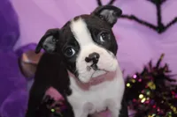 Zellah Our Curious Little Girl with a Big Personality, a female Boston Terrier for sale in Brooksville, FL – 7 of 10