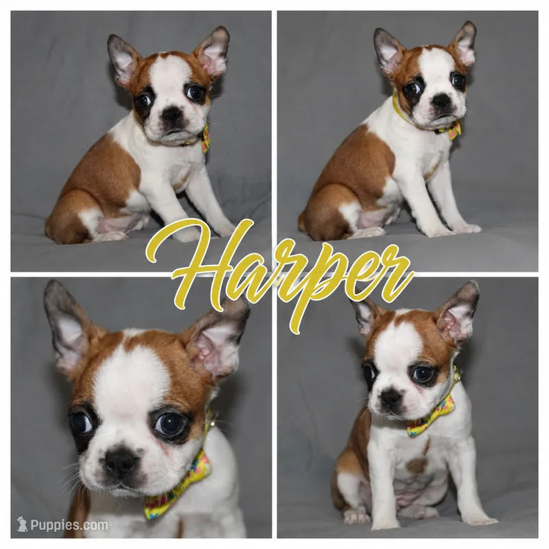 Harper – Boston Terrier puppy for sale in Brooksville, FL