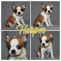 Harper, a female Boston Terrier for sale in Brooksville, FL – 2 of 6