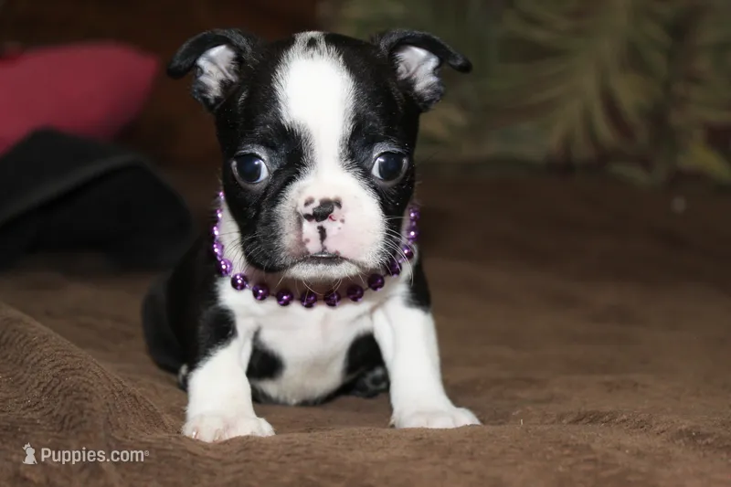 Enzo – Boston Terrier puppy for sale in Brooksville, FL