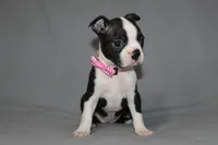 Chloe, a female Boston Terrier for sale in Brooksville, FL – 6 of 7