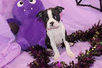 Zellah Our Curious Little Girl with a Big Personality, a female Boston Terrier for sale in Brooksville, FL – 10 of 10
