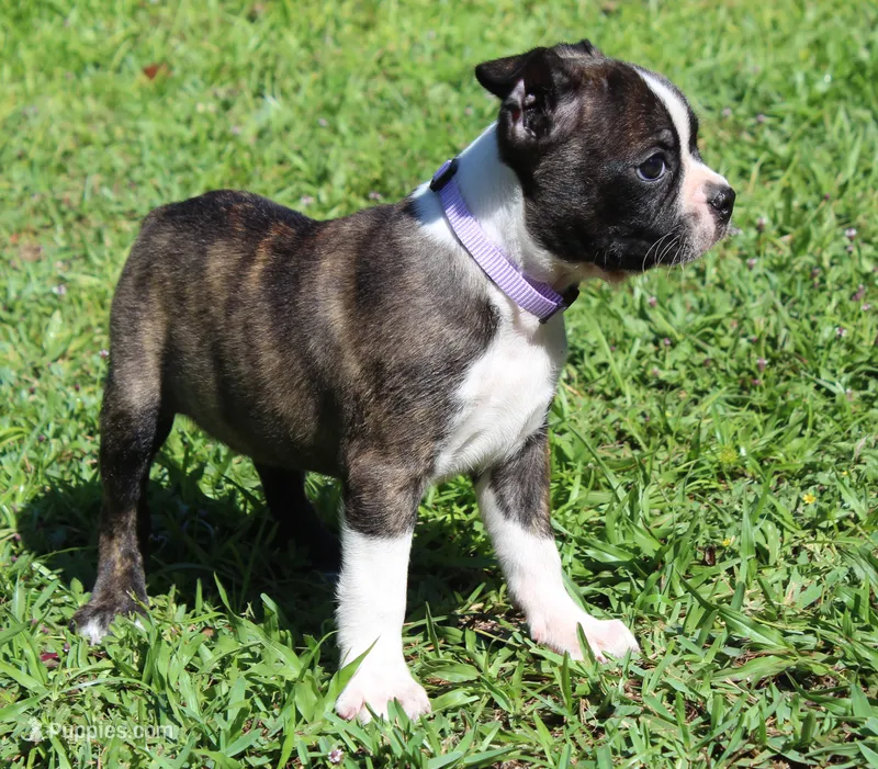 Timmy – Boston Terrier puppy for sale in Brooksville, FL
