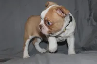 Dusty, a male Boston Terrier for sale in Brooksville, FL – 5 of 8