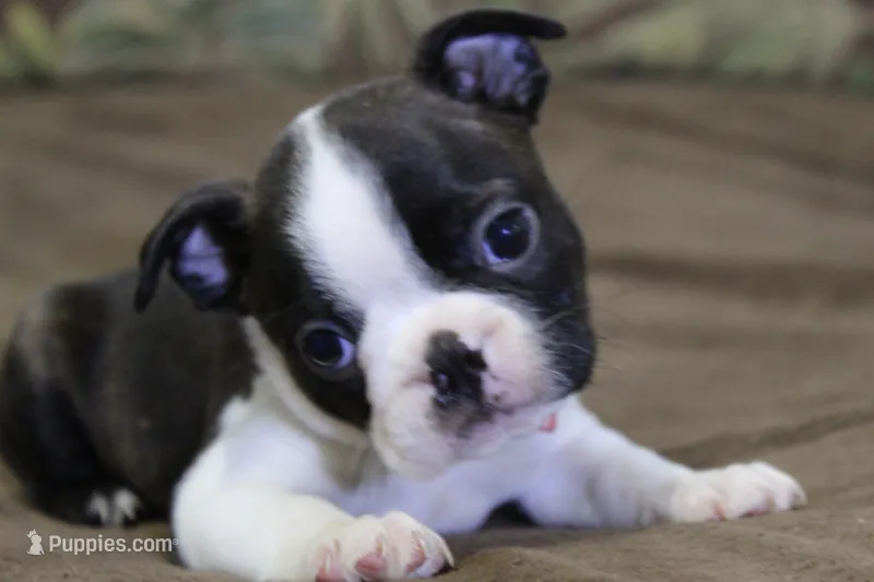 Mako – Boston Terrier puppy for sale in Brooksville, FL