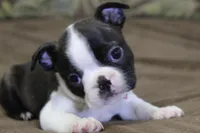 Mako, a male Boston Terrier for sale in Brooksville, FL – 1 of 4