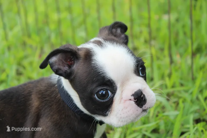 Nixi – Boston Terrier puppy for sale in Brooksville, FL