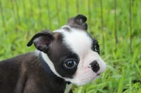Nixi, a female Boston Terrier for sale in Brooksville, FL – 2 of 10