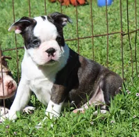 Bongo Make sure to read description, a male Boston Terrier for sale in Brooksville, FL – 5 of 10