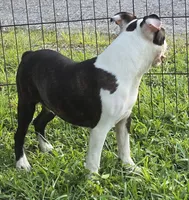 Bongo Make sure to read description, a male Boston Terrier for sale in Brooksville, FL – 3 of 10