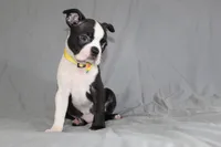 Daisy, a female Boston Terrier for sale in Brooksville, FL – 5 of 7