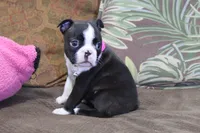 Vivi, a female Boston Terrier for sale in Brooksville, FL – 8 of 9