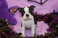 Lumi Your Sweet, Laid-Back Little Cuddle Bug, a female Boston Terrier for sale in Brooksville, FL – 5 of 6