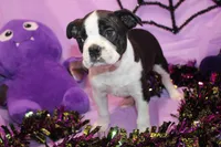 Nash A Gentle Soul with Eyes That Melt Hearts, a male Boston Terrier for sale in Brooksville, FL – 7 of 10